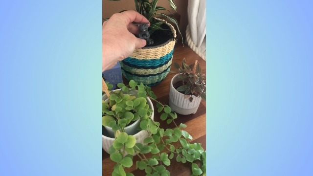 Amazon.com: Gift Republic Mini Yoga Cats Plant Markers Set of 4
